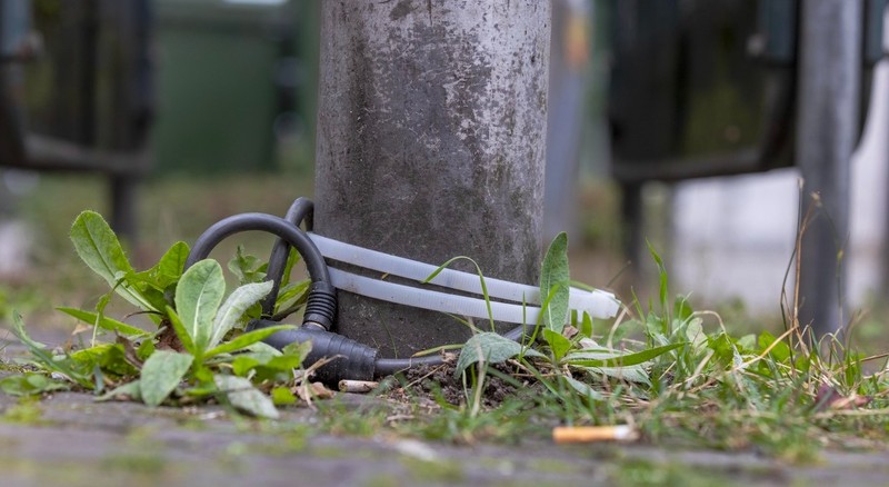 So genanntes Unkraut ist überall – und viel besser als sein Ruf.