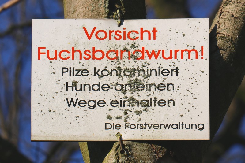 Viele Menschen haben Angst, sich mit dem Fuchsbandwurm zu infizieren.