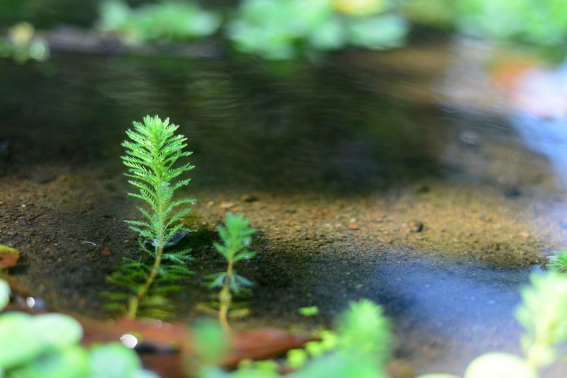 Das brasilianische Tausendblatt fühlt sich nur im Wasser wohl.
