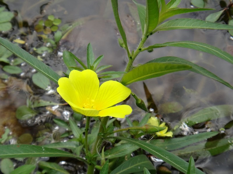 Ludwigia peploides ist eine blühende Pflanzenart aus der Familie der Nachtkerzengewächse.