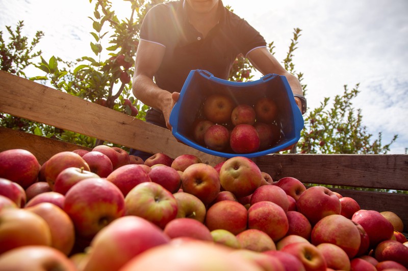 Im Frühsommer stammen die meisten Äpfel noch aus Lagerbeständen der letzten Ernte.