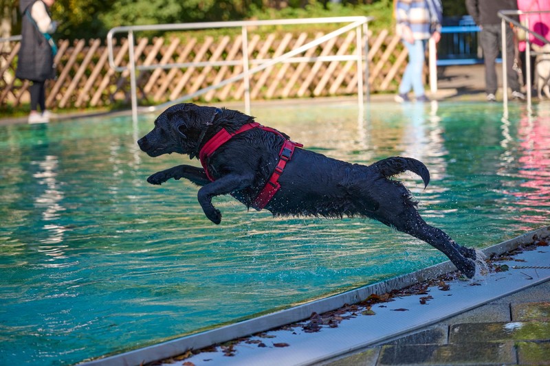 Tiere sind aus hygienischen Gründen in den meisten Schwimmbädern nicht erlaubt.