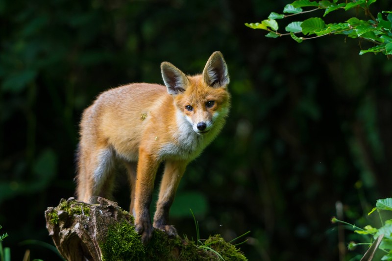 Der Parasit namens Fuchsbandwurm schleicht sich heimlich in Deutschland ein.