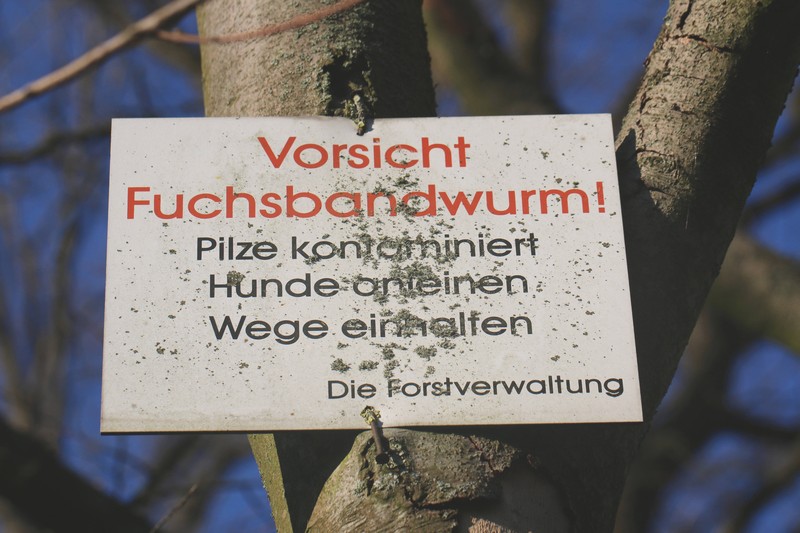 In Europa und vor allem auch in Deutschland gibt es immer mehr Fuchsbandwurm-Infektionen.