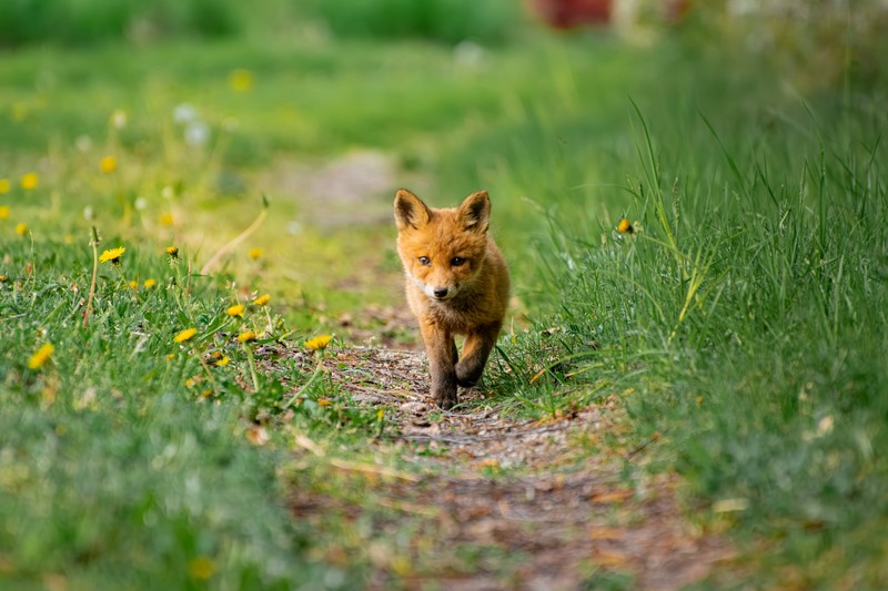 Man sollte viele Dinge beim Fuchsbandwurm im Hinterkopf behalten.