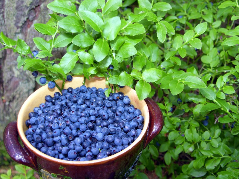 Wenn man Beeren und Co. im Wald sammelt, sollte man sich danach immer die Hände waschen.