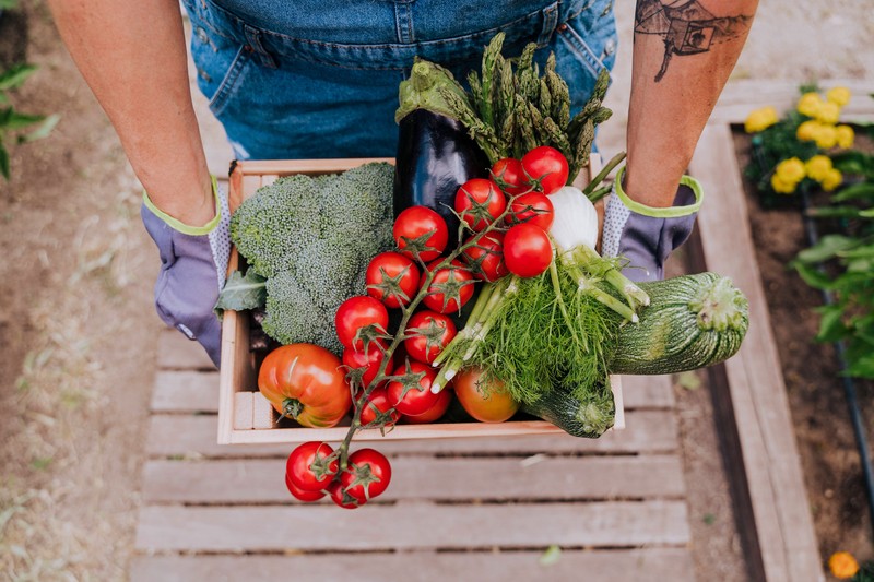 Zucchini, Auberginen und auch Paprika haben nicht nur im Sommer Saison.
