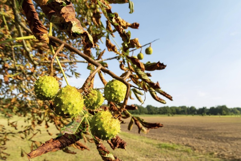 Kastanien sind im Spätsommer und Herbst allgegenwärtig.