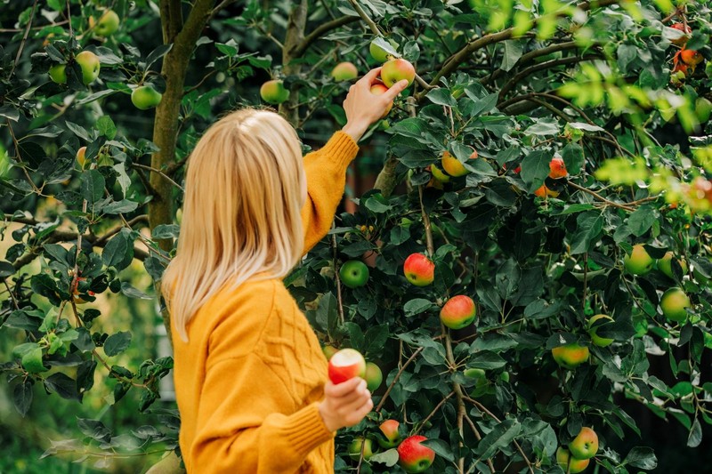 Dürfen die Äpfel aus Nachbars Garten gepflückt werden, wenn sie aufs eigene Grundstück hängen?