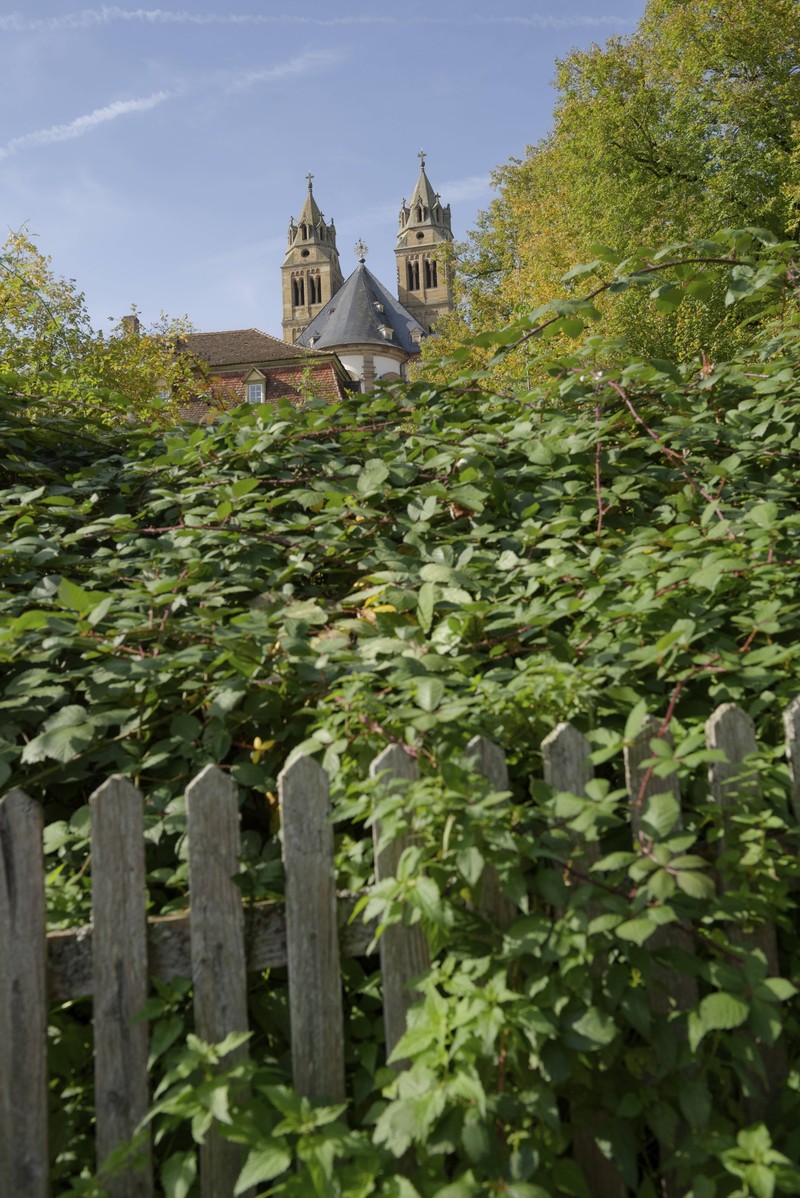Landen Zweige und Äste aus der Nachbarschaft auf Ihrem Grundstück, handelt es sich also um ein rechtswidriges Verhalten des Verursachers.