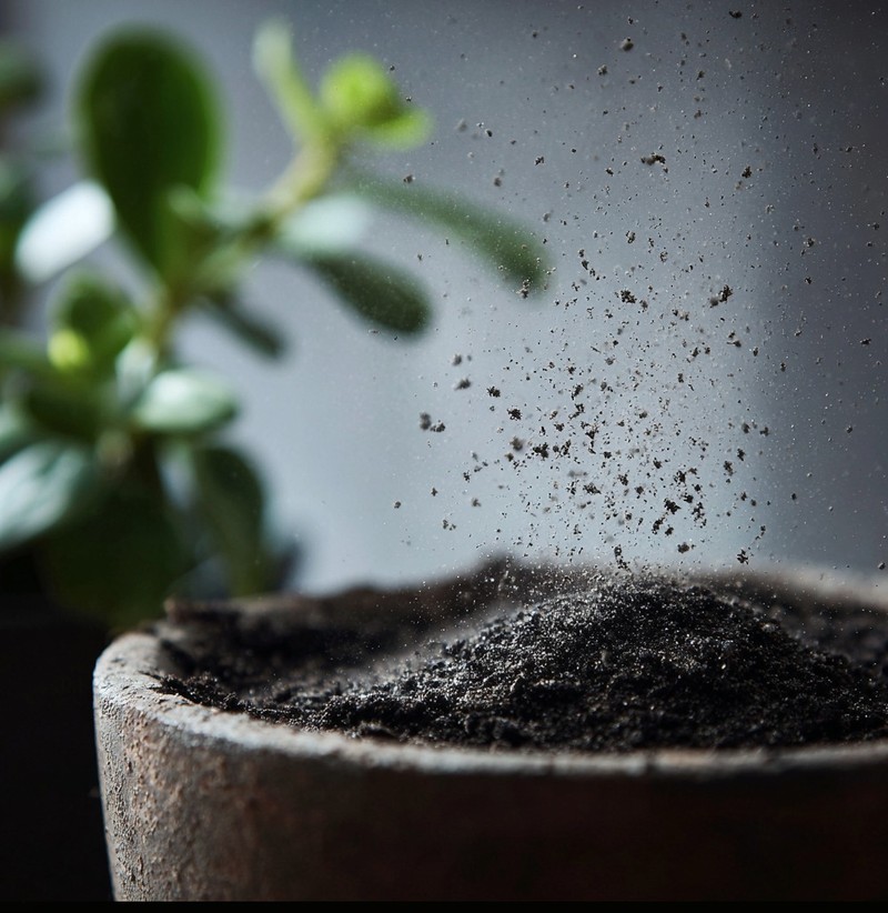 Zimmerpflanze im Blumentopf mit aufgestreuter Asche auf der Erde.