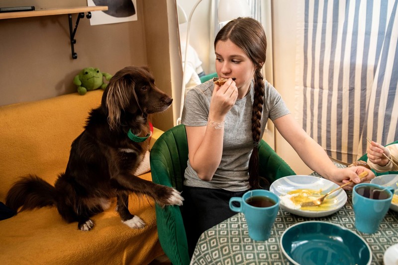 Diabetikerwarnhunde können Leben retten.