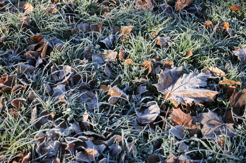 Die wichtigsten Rasen-Tipps für den Winter.