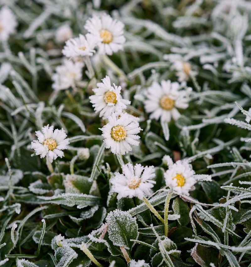 Die Eisheiligen sind eine Periode im Mai, in der die Temperaturen nochmal richtig absinken.
