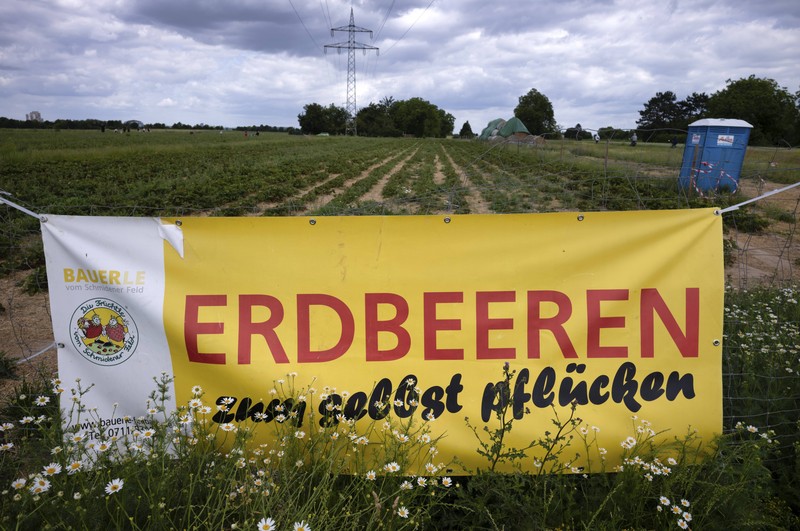 Erdbeeren selbst zu pflücken, ist oft günstiger, als sie einfach zu kaufen.