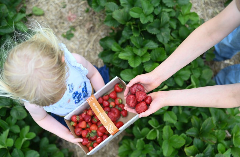 Erdbeeren selbst zu pflücken, ist so angesagt wie nie.
