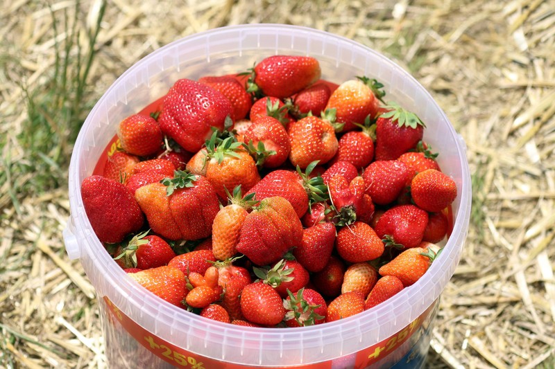 Erdbeeren sollte man auf keinen Fall in Tüten lagern.