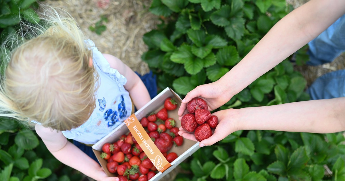 Erdbeeren pflücken: Ein Guide fürs Erdbeerfeld